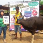 SAPI QURBAN 2018 No Sapi : 16W Kandang 4M