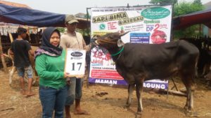 SAPI QURBAN 2018 No Sapi : 17W Kandang 4M