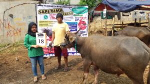 KERBAU QURBAN 2018 Kandang M No Kerbau : 18