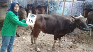 SAPI QURBAN 2018 Kandang R No Sapi : 18