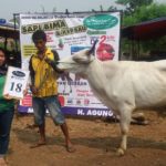 SAPI QURBAN 2018 No Sapi : 18W Kandang 4M