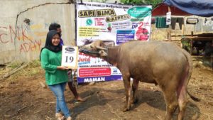 KERBAU QURBAN 2018 Kandang M No Kerbau : 19