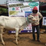 SAPI QURBAN 2018 No Sapi : 19W Kandang 4M