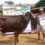 SAPI QURBAN 2018 No Sapi : 1W Kandang 4M