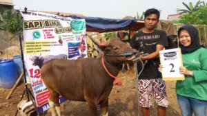 SAPI QURBAN 2018 Kandang M No Sapi : 2