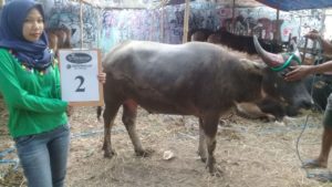 KERBAU QURBAN 2018 Kandang R No Kerbau : 2