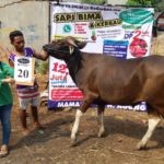 SAPI QURBAN 2018 Kandang M No Sapi : 20