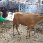 SAPI QURBAN 2018 Kandang R No Sapi : 20