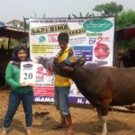 SAPI QURBAN 2018 No Sapi : 20W Kandang 4M