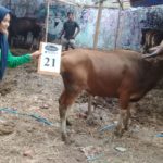 SAPI QURBAN 2018 Kandang R No Sapi : 21