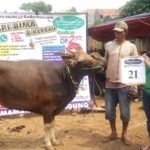 SAPI QURBAN 2018 No Sapi : 21W Kandang 4M