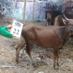 SAPI QURBAN 2018 Kandang R No Sapi : 22