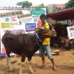 SAPI QURBAN 2018 No Sapi : 23W Kandang 4M