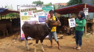 SAPI QURBAN 2018 No Sapi : 23W Kandang 4M