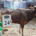 SAPI QURBAN 2018 Kandang R No Sapi : 24