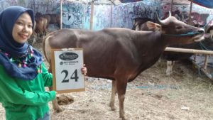 SAPI QURBAN 2018 Kandang R No Sapi : 24