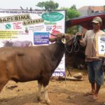 SAPI QURBAN 2018 No Sapi : 24W Kandang 4M