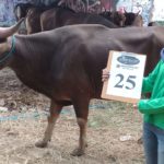 SAPI QURBAN 2018 Kandang R No Sapi : 25