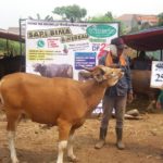 SAPI QURBAN 2018 No Sapi : 25W1 Kandang 4M