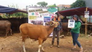 SAPI QURBAN 2018 No Sapi : 25W2 Kandang 4M