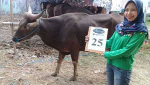 SAPI QURBAN 2018 Kandang R No Sapi : 25