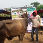 SAPI QURBAN 2018 No Sapi : 25W1 Kandang 4M