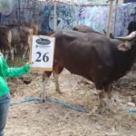 SAPI QURBAN 2018 Kandang R No Sapi : 26