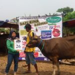 PI QURBAN 2018 No Sapi : 26W2 Kandang 2M