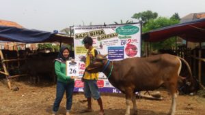 PI QURBAN 2018 No Sapi : 26W2 Kandang 2M