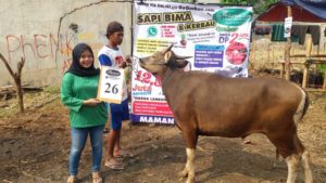 SAPI QURBAN 2018 Kandang M No Sapi : 26