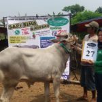 SAPI QURBAN 2018 No Sapi : 27W Kandang 4M