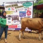 SAPI QURBAN 2018 No Sapi : 28W Kandang 4M