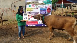 SAPI QURBAN 2018 Kandang M No Sapi : 29