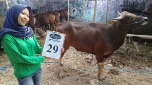 SAPI QURBAN 2018 Kandang R No Sapi : 29