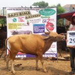 SAPI QURBAN 2018 No Sapi : 29W Kandang 4M