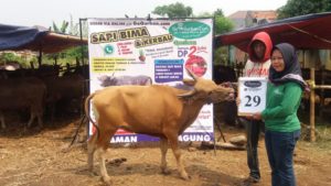 SAPI QURBAN 2018 No Sapi : 29W Kandang 4M