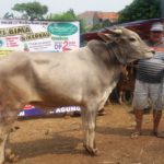 SAPI QURBAN 2018 No Sapi : 2W Kandang 4M