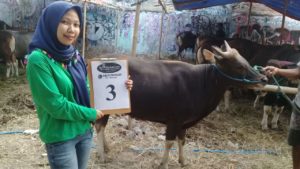 SAPI QURBAN 2018 Kandang R Nomor Sapi : 3