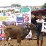 SAPI QURBAN 2018 No Sapi : 30W Kandang 4M