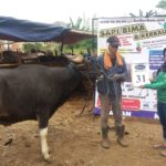 SAPI QURBAN 2018 No Sapi : 31W 2 Kandang 4M