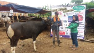 SAPI QURBAN 2018 No Sapi : 31W2 Kandang 1M