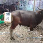 SAPI QURBAN 2018 Kandang R No Sapi : 31