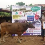 SAPI QURBAN 2018 No Sapi : 31W 2 Kandang 4M