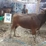 SAPI QURBAN 2018 Kandang R No Sapi : 34