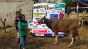 SAPI QURBAN 2018 Kandang M No Sapi : 35