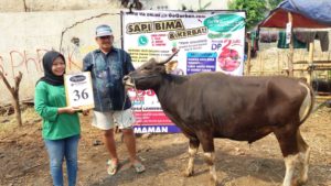 SAPI QURBAN 2018 Kandang M No Sapi : 36