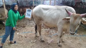 SAPI QURBAN 2018 Kandang R No Sapi : 36