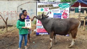 SAPI QURBAN 2018 Kandang M No Sapi : 37