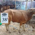 SAPI QURBAN 2018 Kandang R No Sapi : 38