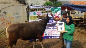 SAPI QURBAN 2018 Kandang M Nomor Sapi : 4